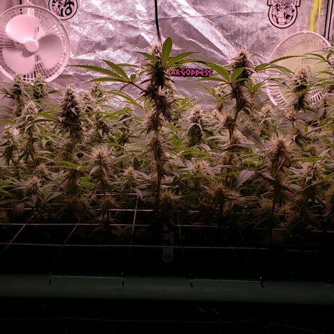 Blueberry muffin  growlog photo: Week 4 flower and feed