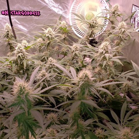Blueberry muffin  growlog photo: Week 4 flower and feed