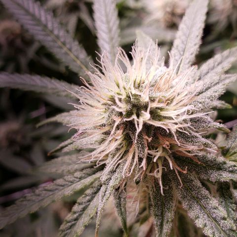 Blueberry muffin  growlog timeline photo