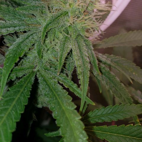 Blueberry muffin  growlog timeline photo