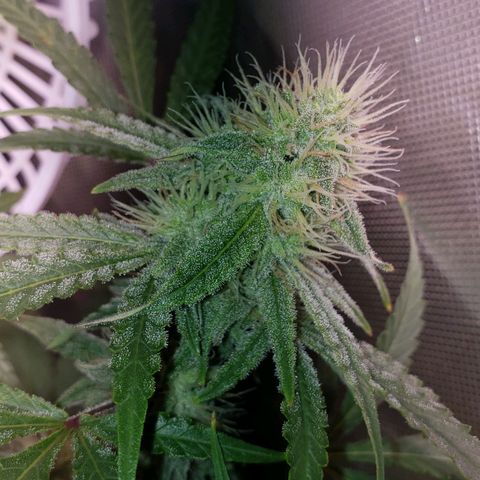 Blueberry muffin  growlog timeline photo