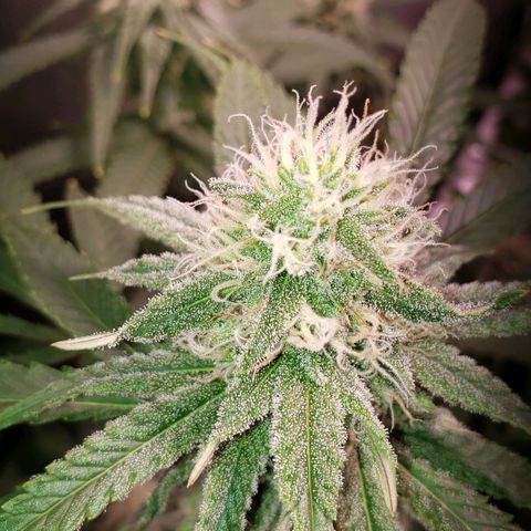 Blueberry muffin  growlog timeline photo