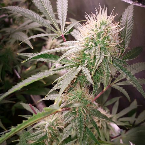 Blueberry muffin  growlog timeline photo