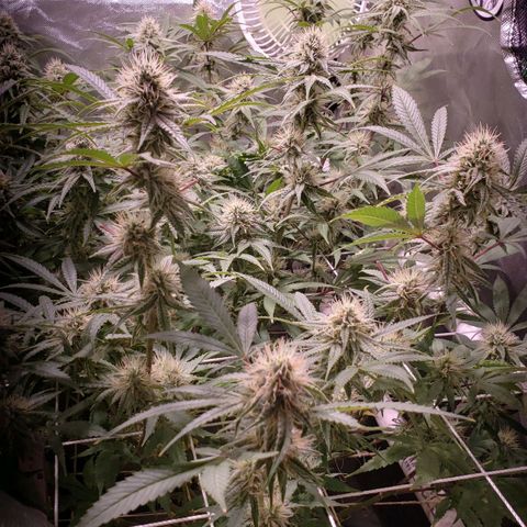 Blueberry muffin  growlog timeline photo