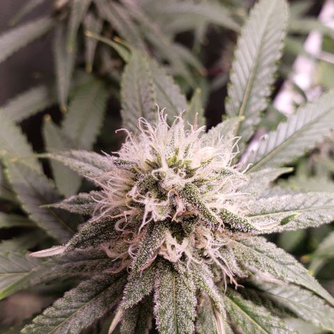 Blueberry muffin  growlog timeline photo