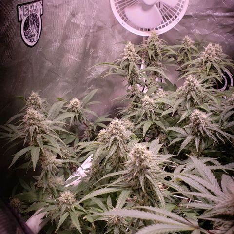 Blueberry muffin  growlog timeline photo