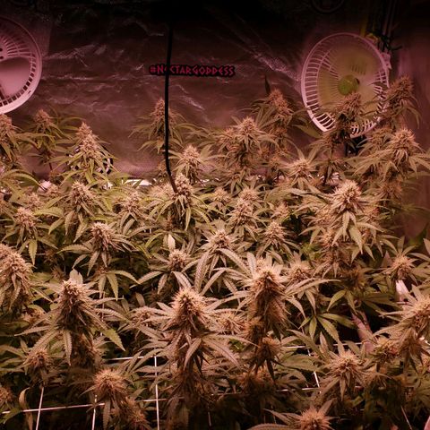 Blueberry muffin  growlog timeline photo