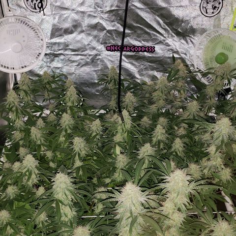 Blueberry muffin  growlog timeline photo