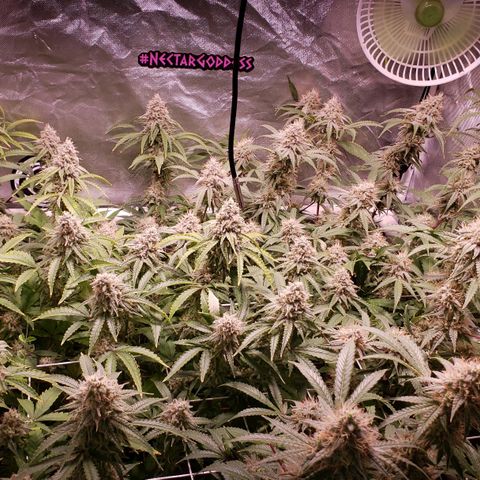 Blueberry muffin  growlog photo: Day 41 flower
Trichomes clear small amounts of cloudy 