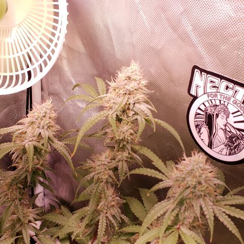 Blueberry muffin  growlog photo: Day 41 flower 