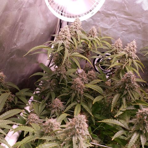 Blueberry muffin  growlog photo: Day 41 flower 