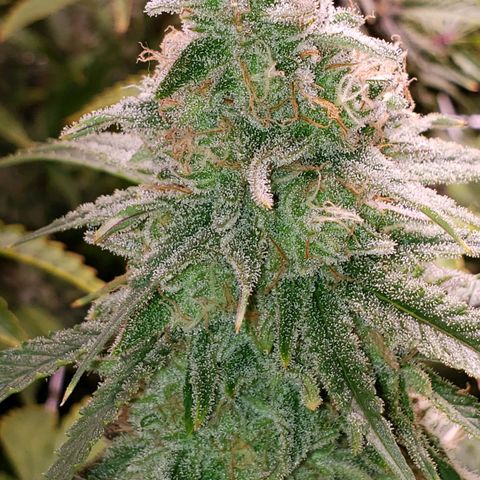 Blueberry muffin  growlog photo: Day 44 flower
