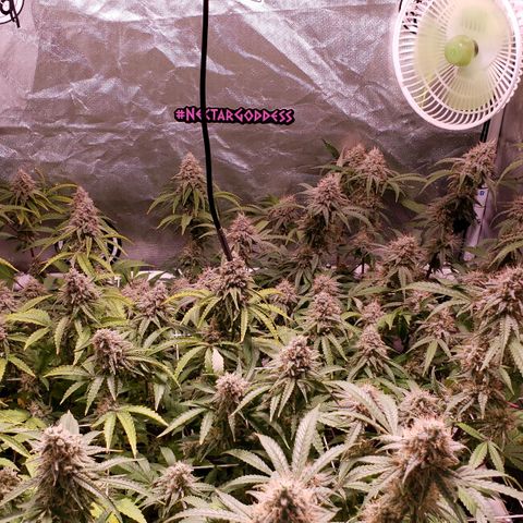 Blueberry muffin  growlog photo: Day 44 flower