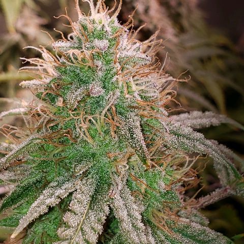 Blueberry muffin  growlog photo: Day 44 flower