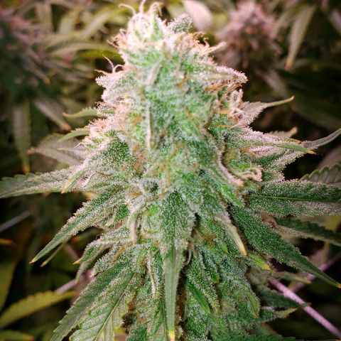 Blueberry muffin  growlog photo: Day 45 flower 