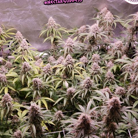 Blueberry muffin  growlog photo: Day 45 flower 