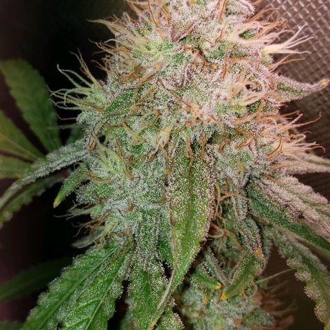Blueberry muffin  growlog photo: Day 45 flower 