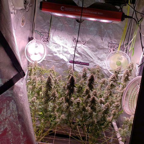 Blueberry muffin  growlog photo: Top net took off day 45 flower