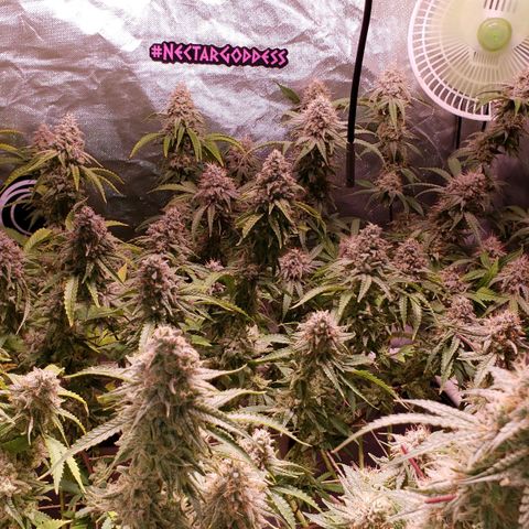 Blueberry muffin  growlog photo: Day 45 flower 