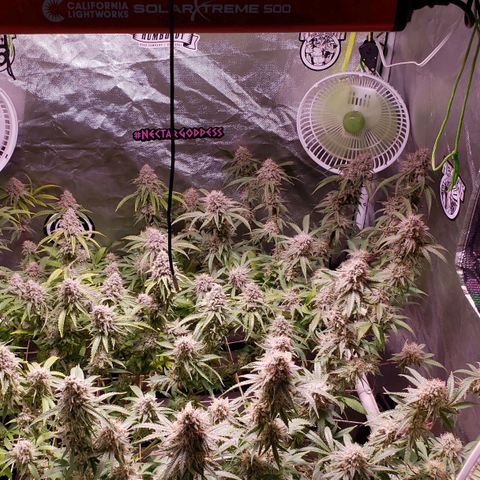 Blueberry muffin  growlog photo: Day 45 flower 