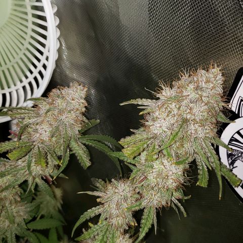 Blueberry muffin  growlog photo: Day 48 flower 