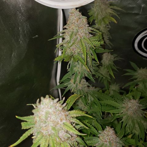 Blueberry muffin  growlog photo: Day 48 flower 