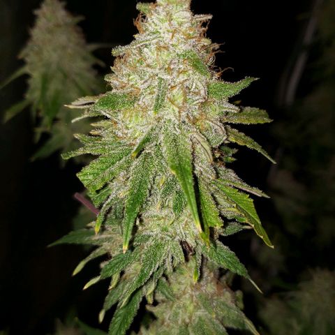 Blueberry muffin  growlog photo: Day 48 flower 
