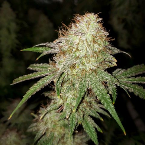 Blueberry muffin  growlog photo: Day 48 flower 