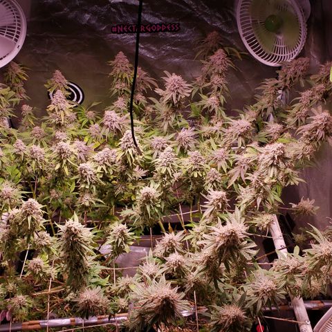 Blueberry muffin  growlog photo: Day 48 flower 