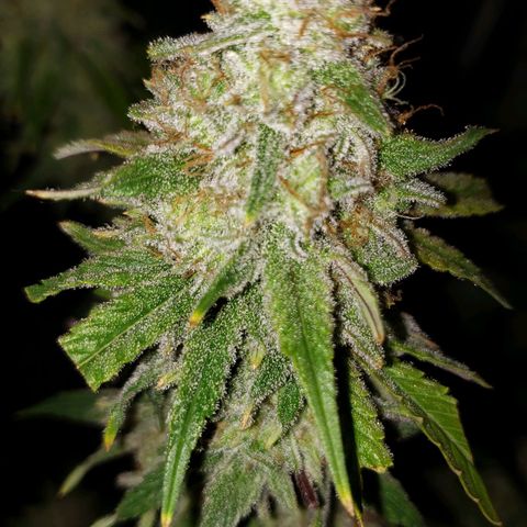 Blueberry muffin  growlog photo: Day 50 flower 
