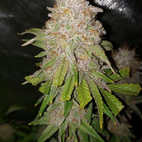 Blueberry muffin  growlog photo: Day 50 flower 