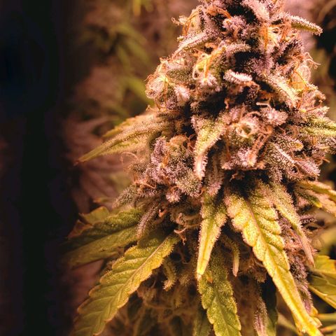 Blueberry muffin  growlog photo: Day 50 flower 