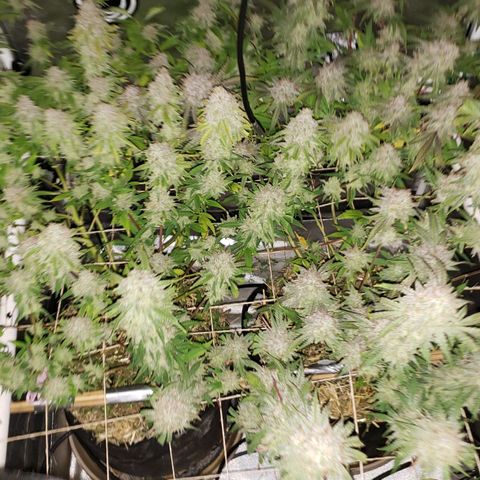 Blueberry muffin  growlog photo: Day 51 