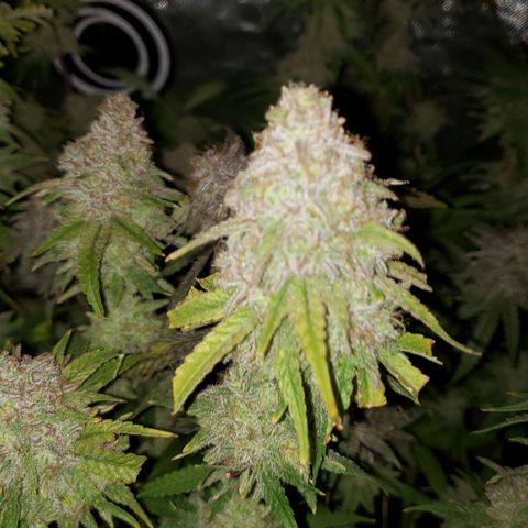 Blueberry muffin  growlog photo: Day 51 
