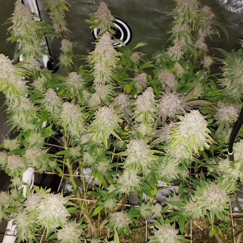 Blueberry muffin  growlog photo: Day 51 