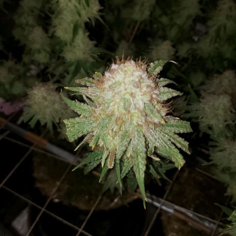 Blueberry muffin  growlog photo: Day 51 