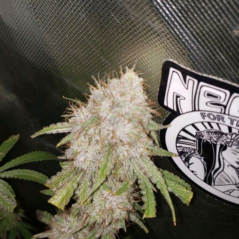 Blueberry muffin  growlog photo: Day 51 