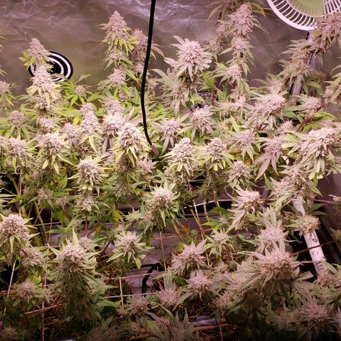 Blueberry muffin  growlog photo: Day 51 
