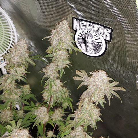 Blueberry muffin  growlog photo: Day 51 