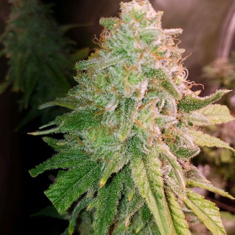 Blueberry muffin  growlog photo: Day 52 done 