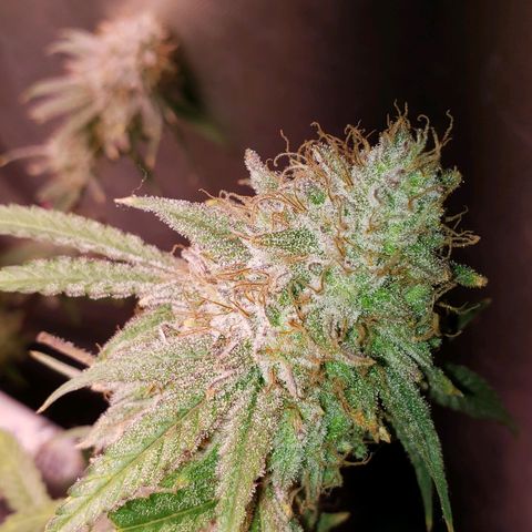 Blueberry muffin  growlog photo: Day 52 done 