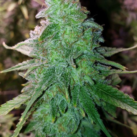 Blueberry muffin  growlog photo: Day 52 done 