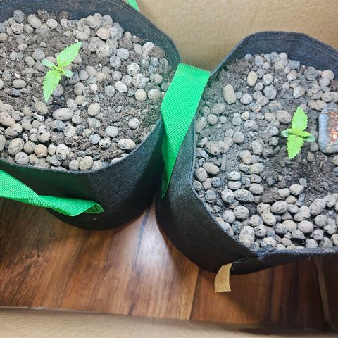 Bloody Skunk / Cream Caramel growlog timeline photo