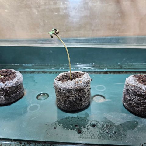 Bloody Skunk / Cream Caramel growlog timeline photo