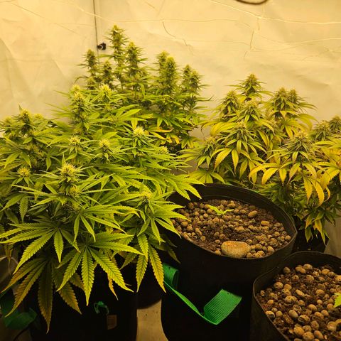 Bloody Skunk / Cream Caramel growlog timeline photo