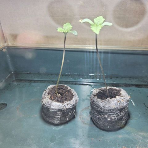 Bloody Skunk / Cream Caramel growlog timeline photo