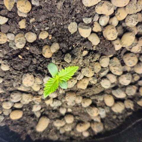 Bloody Skunk / Cream Caramel growlog timeline photo