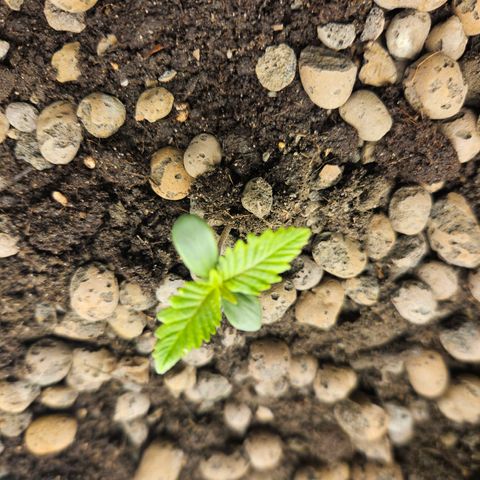 Bloody Skunk / Cream Caramel growlog timeline photo
