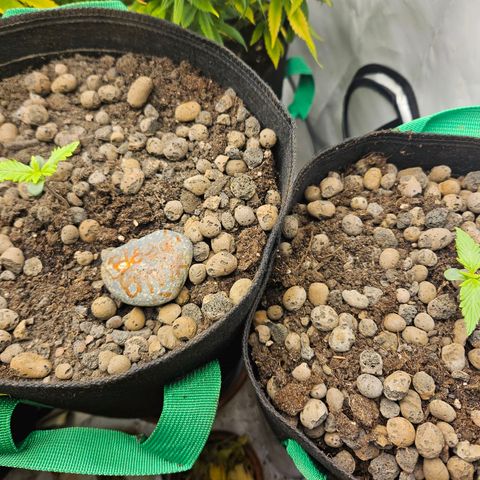 Bloody Skunk / Cream Caramel growlog timeline photo