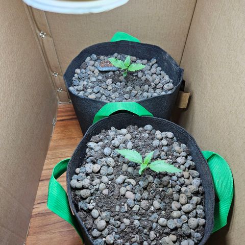Bloody Skunk / Cream Caramel growlog timeline photo